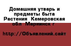 Домашняя утварь и предметы быта Растения. Кемеровская обл.,Мариинск г.